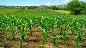 Maize Farm